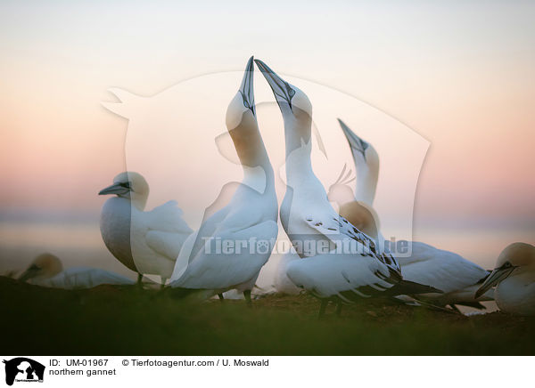 Basstlpel / northern gannet / UM-01967
