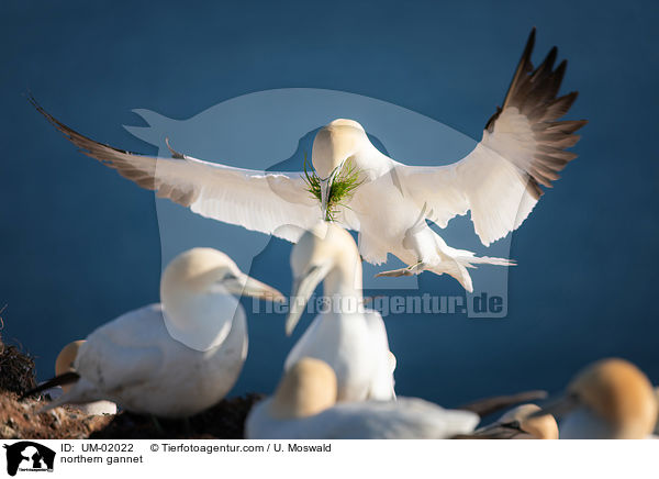 northern gannet / UM-02022