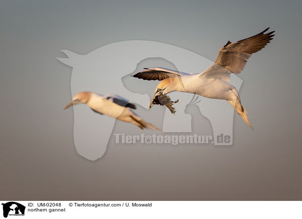 northern gannet / UM-02048