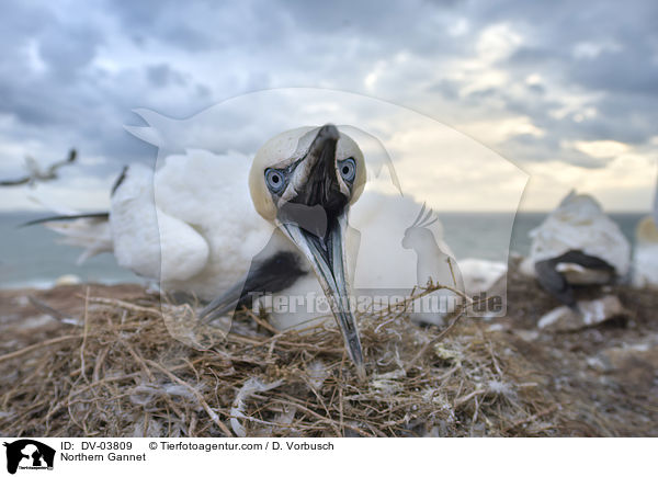 Northern Gannet / DV-03809