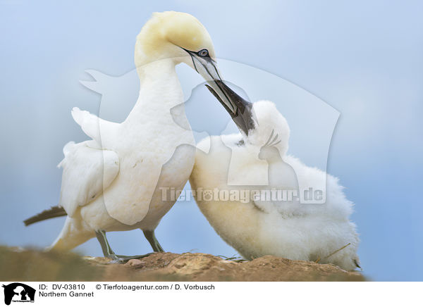 Northern Gannet / DV-03810