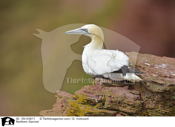 Northern Gannet / DV-03811