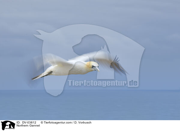 Northern Gannet / DV-03812