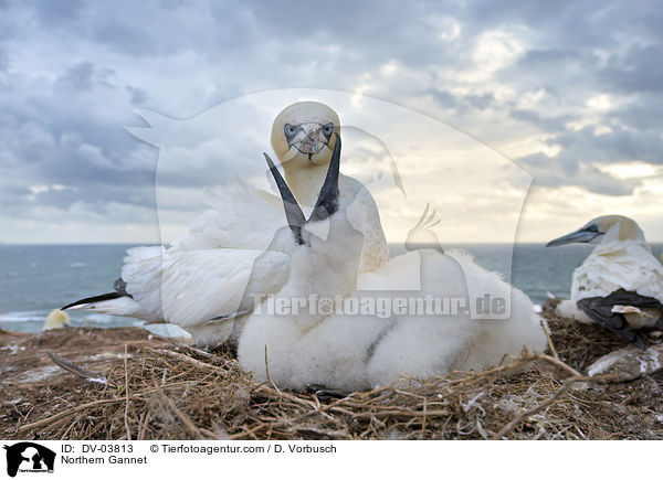 Northern Gannet / DV-03813