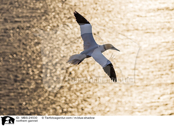 northern gannet / MBS-24530