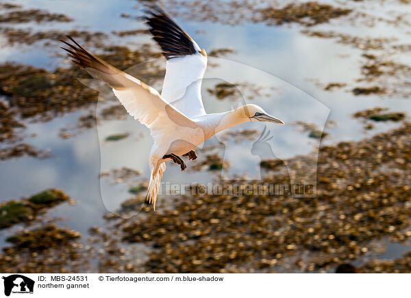 northern gannet / MBS-24531