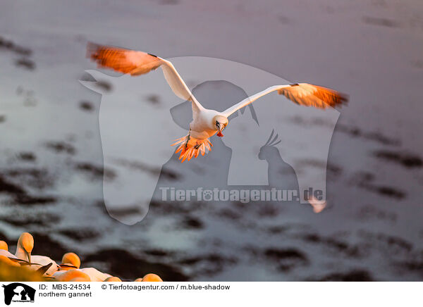 northern gannet / MBS-24534