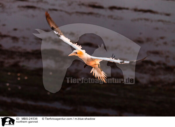 northern gannet / MBS-24536