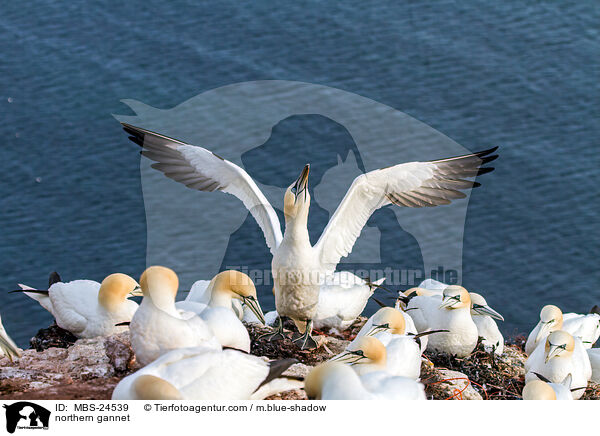 northern gannet / MBS-24539