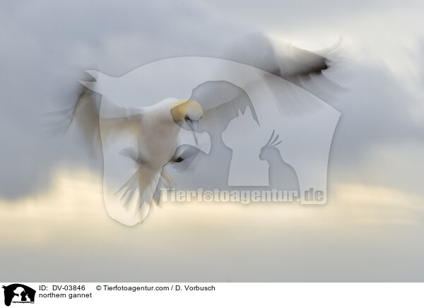 northern gannet / DV-03846