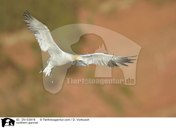Basstlpel / northern gannet / DV-03918