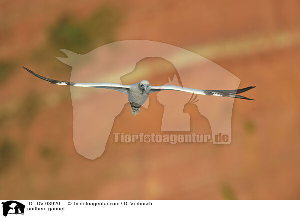 northern gannet / DV-03920