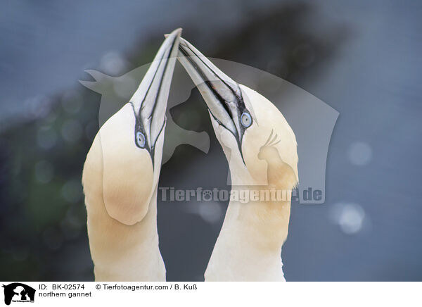 Basstlpel / northern gannet / BK-02574