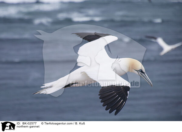Basstlpel / northern gannet / BK-02577