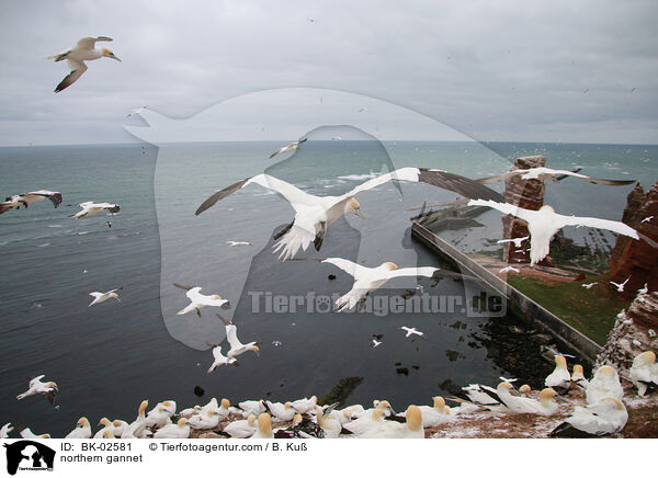 northern gannet / BK-02581