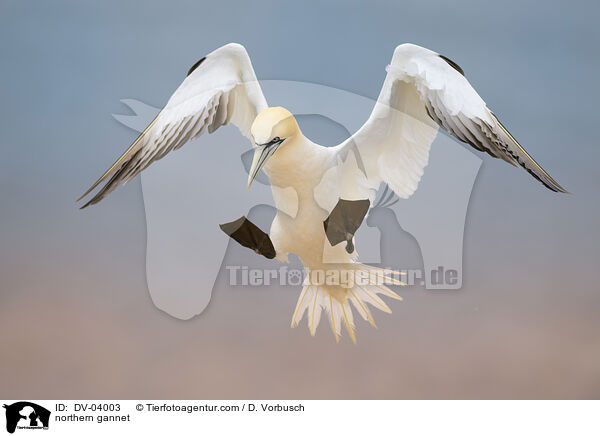Basstlpel / northern gannet / DV-04003