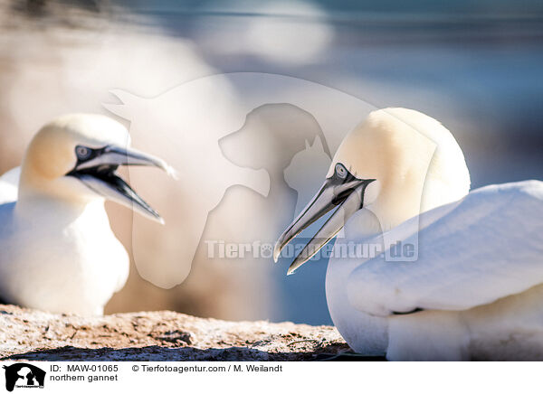 Basstölpel / northern gannet / MAW-01065