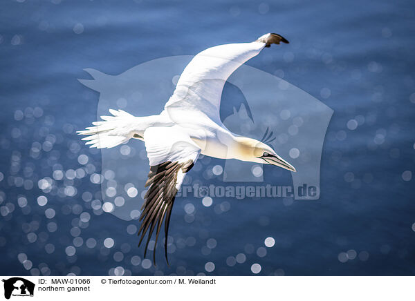 northern gannet / MAW-01066