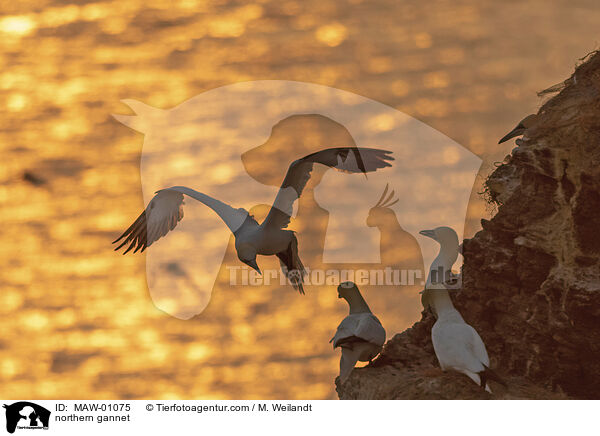 northern gannet / MAW-01075