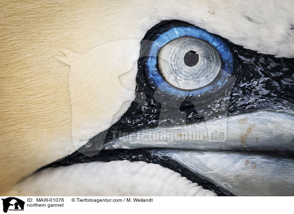 northern gannet / MAW-01076