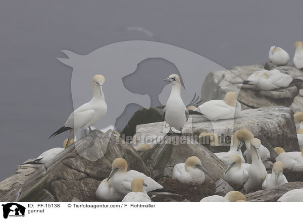 Basstlpel / gannet / FF-15138