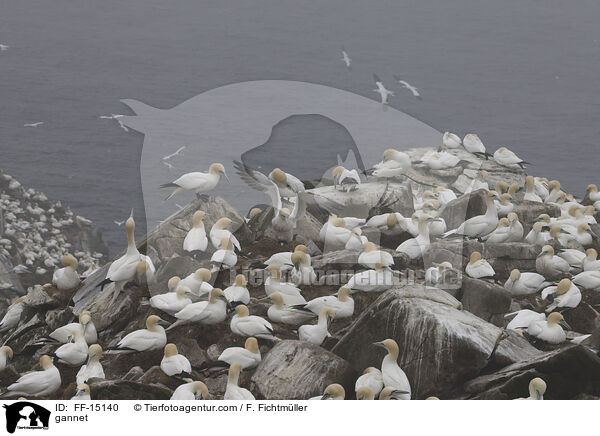 Basstlpel / gannet / FF-15140
