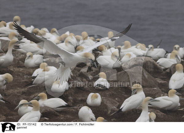 Basstlpel / gannet / FF-15142