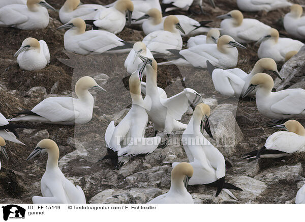 Basstlpel / gannet / FF-15149