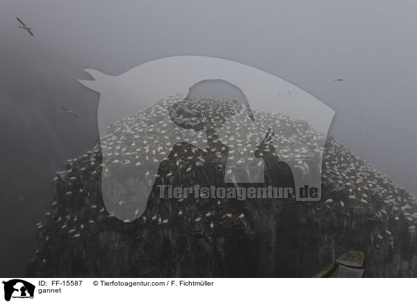 Basstlpel / gannet / FF-15587