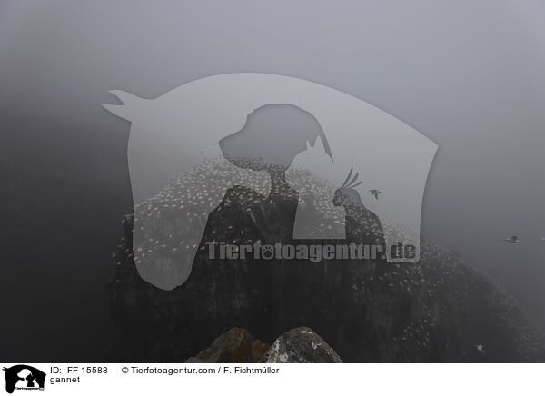 Basstlpel / gannet / FF-15588