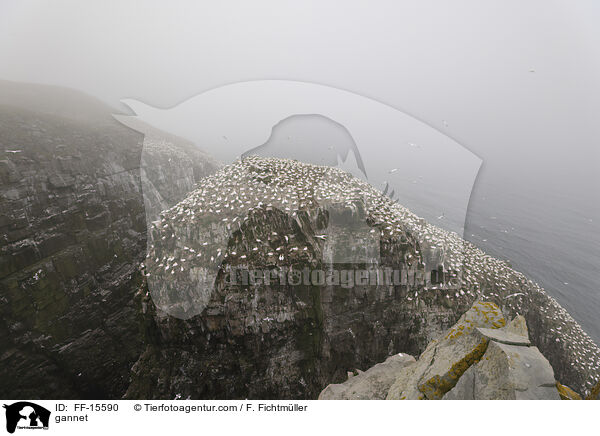 Basstlpel / gannet / FF-15590