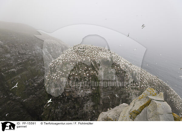 Basstlpel / gannet / FF-15591