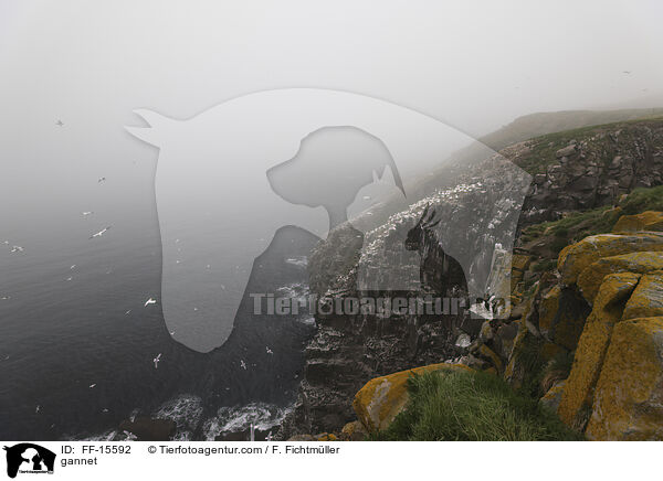 Basstlpel / gannet / FF-15592