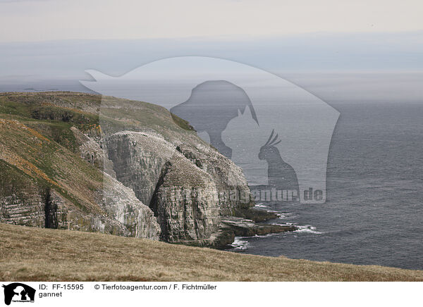 gannet / FF-15595