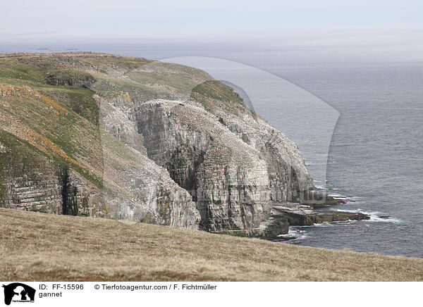 Basstlpel / gannet / FF-15596
