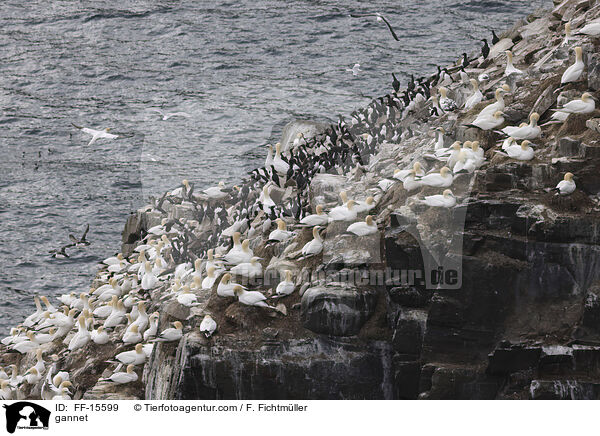 Basstlpel / gannet / FF-15599