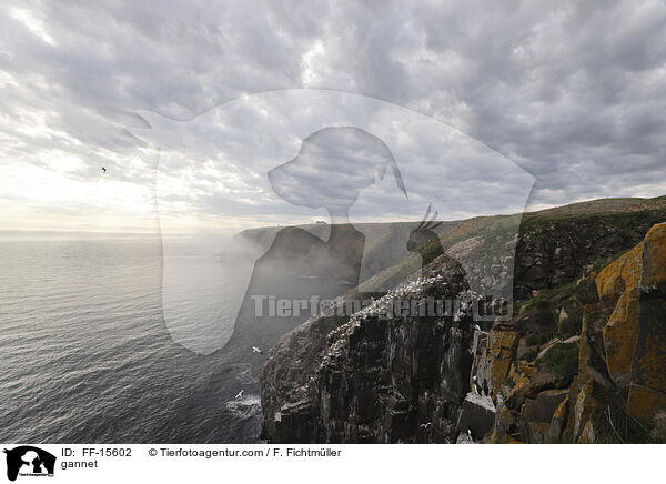 gannet / FF-15602