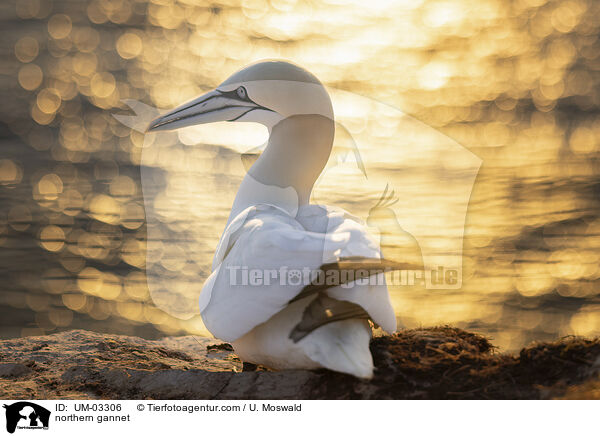 Basstlpel / northern gannet / UM-03306