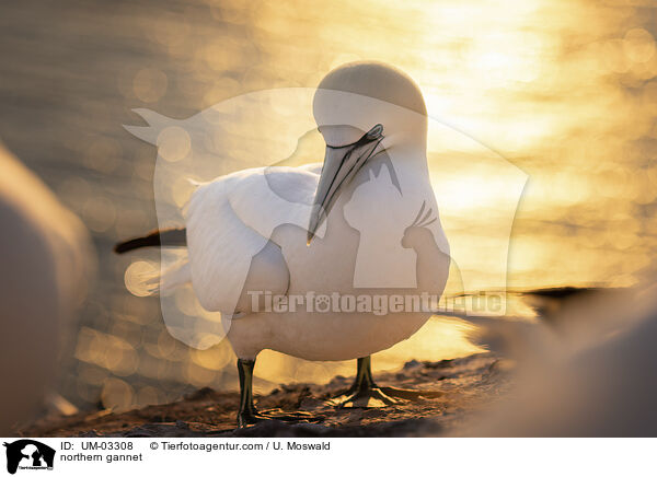 Basstlpel / northern gannet / UM-03308