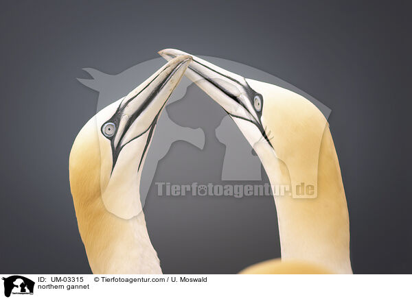 northern gannet / UM-03315