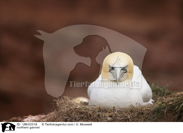 Basstlpel / northern gannet / UM-03318