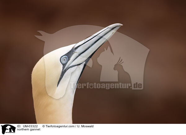 northern gannet / UM-03322