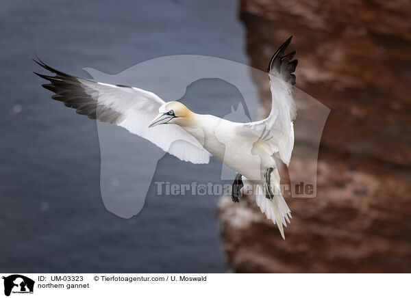 Basstlpel / northern gannet / UM-03323