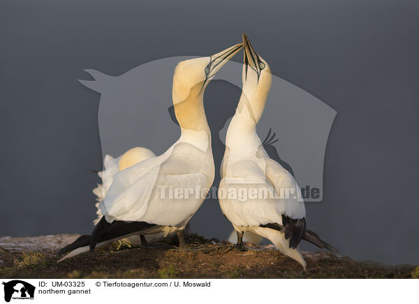northern gannet / UM-03325