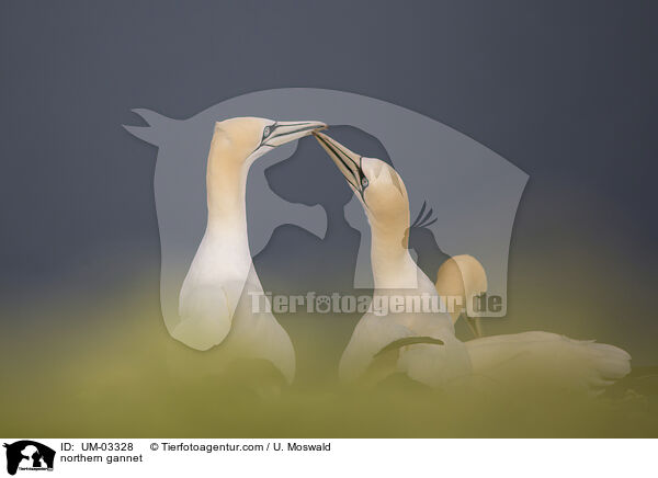 Basstlpel / northern gannet / UM-03328