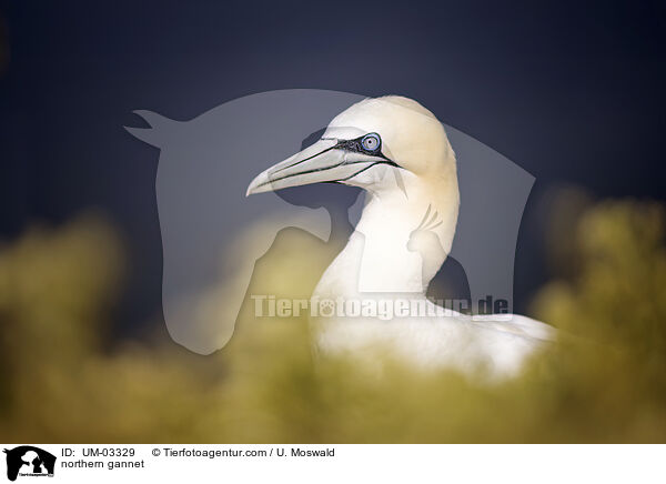 Basstlpel / northern gannet / UM-03329