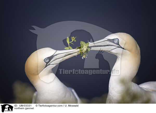Basstlpel / northern gannet / UM-03331