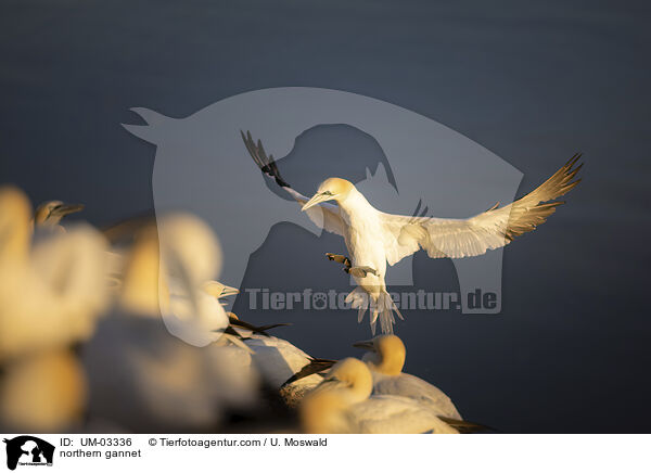 Basstlpel / northern gannet / UM-03336
