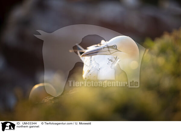 northern gannet / UM-03344