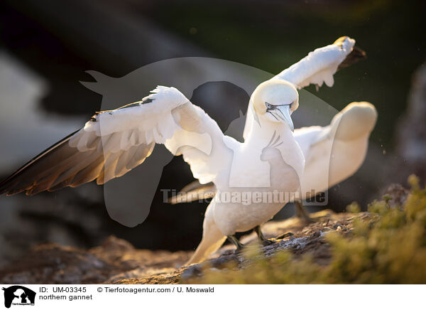 northern gannet / UM-03345